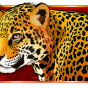Leopard obrázek