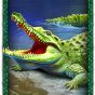 Crocodile obrázek