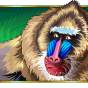 Baboons obrázek