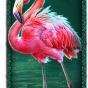 Flamingo obrázek