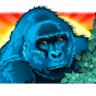 Gorilla obrázek
