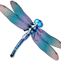 Dragonfly obrázek